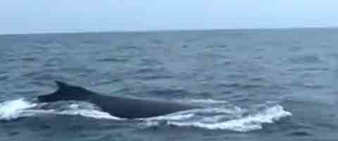 ballenas-manabi Imagen-Video Ecuador: Turistas nacionales y extranjeros se dan cita en Puerto Lopez para observar las ballenas jorobadas